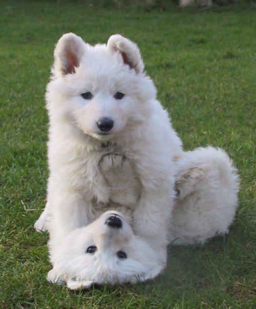 Cachorros Pastor Blanco Suizo.