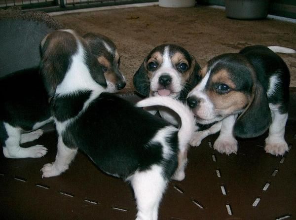 Camada  cachorros beagle