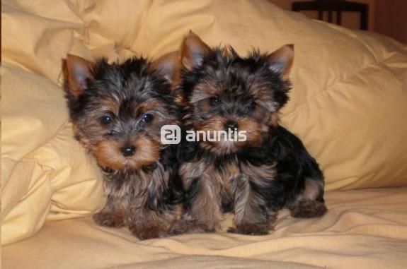 CAMADA YORKSHIRE TERRIER TOY   130