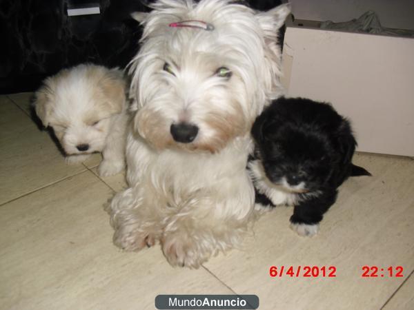 cruze de westy con bichon maltes