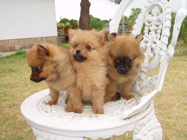 EL RINCON DEL CACHORRO lulus de pomerania DISPONIBLES