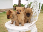 EL RINCON DEL CACHORRO lulus de pomerania DISPONIBLES - mejor precio | unprecio.es