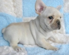 Excelentes, Bulldog Frances, magnifico pedigri, 130 euros. - mejor precio | unprecio.es