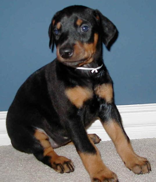 Fabulosos cachorros de Doberman