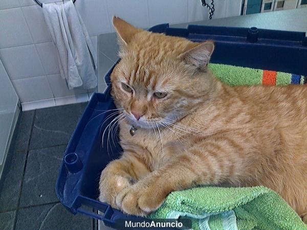 GATO NARANJA ENCONTRADO EN ZARAGOZA