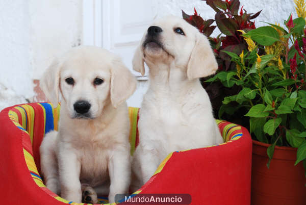 Labrador, los mejores cachorros de Pura Raza - Madrid