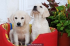 Labrador, los mejores cachorros de Pura Raza - Madrid - mejor precio | unprecio.es