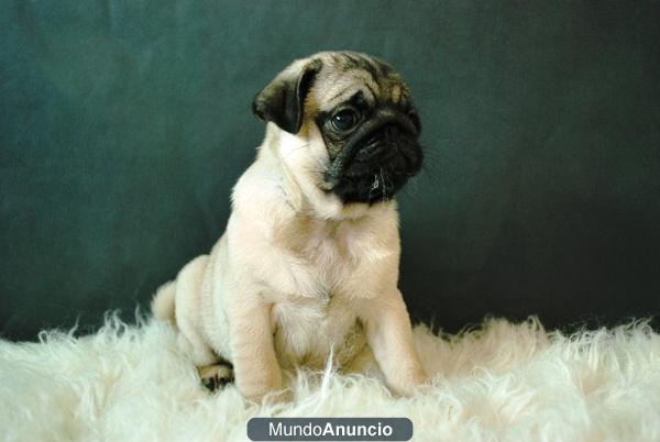 Preciosa camada de carlinos pug con 2 meses excelentes