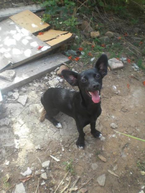 SHIPI, perrita pequeñita busca hogar