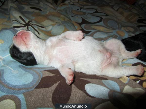 Vendo cachorros de bulldog frances