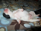 Vendo cachorros de bulldog frances - mejor precio | unprecio.es