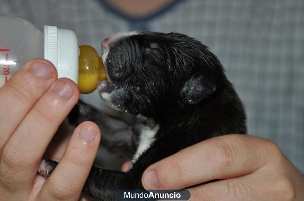 Cachorros de Bull Terrier excelente pedigree