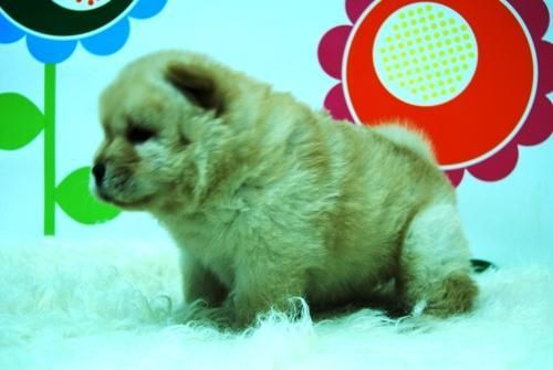 EN  www.animalflower.com   OFRECEMOS GARANTIAS SANITARIAS POR ESCRITO   _ CHOW CHOW_  HA UN BUEN PRECIO