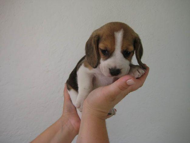 FOTO ACTUAL, DISPONIBLE PRECIOSA CAMADA DE BEAGLES TRICOLOR CON PEDIGREE 350€