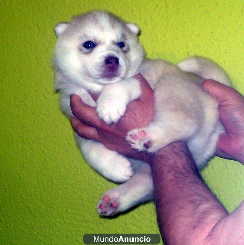 huskys siberianos sierra de gata lo mejor al mejor precio