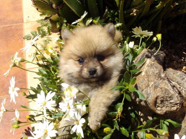 Preciosos Cachorros de Lulu de Pomerania, Nacionales