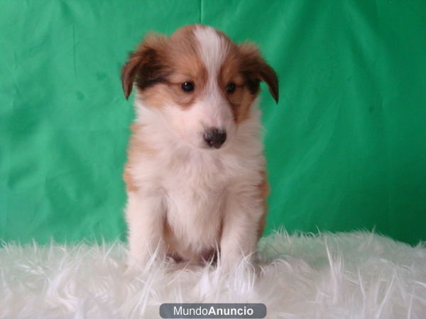 ROUGH COLLIE oferta 400 EUROS