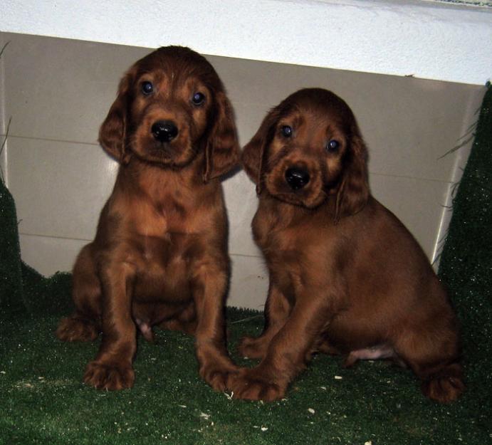 Setters Irlandeses cachorros de color caoba