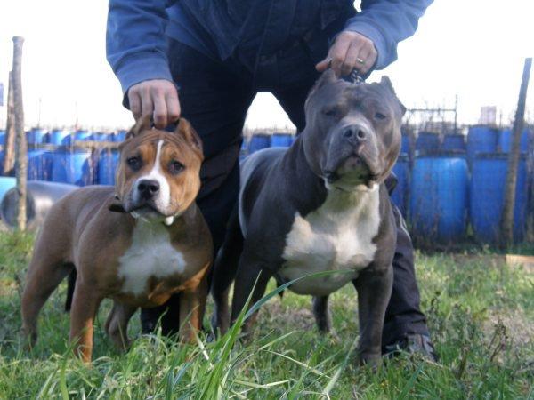 American Bully