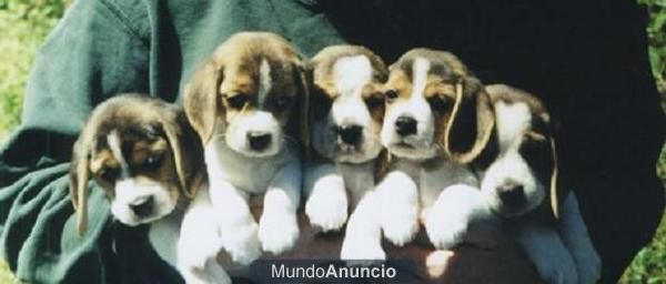 BEAGLE NUEVA CAMADA -- PEDIGREE --