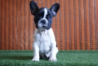Bulldog Frances Cachorros, excelente genetica - mejor precio | unprecio.es