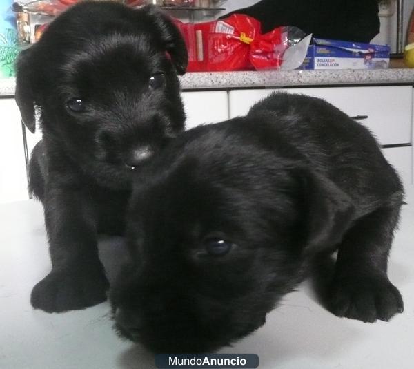 Cachorros Schnauzer Mediano Negro