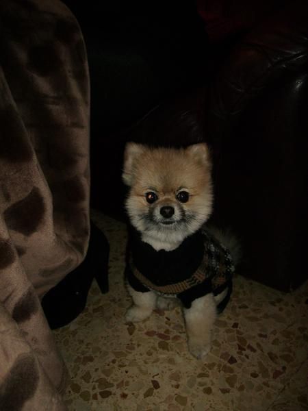 precioso macho de pomerania enano busca novia