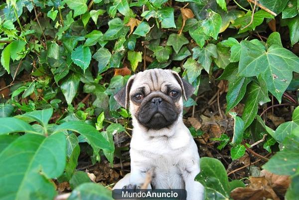 Preciosos cachorros de carlino pug de excelente calidad