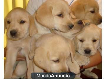 Regalo Fantasticos cachorros de Labrador