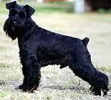 Schnauzer Miniatura Negros