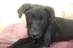 ---  CACHORRITOS EN ADOPCION ---