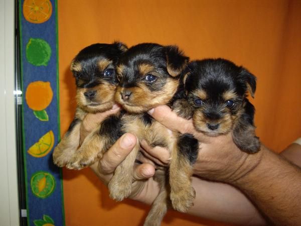 Cachorros de yorkshire