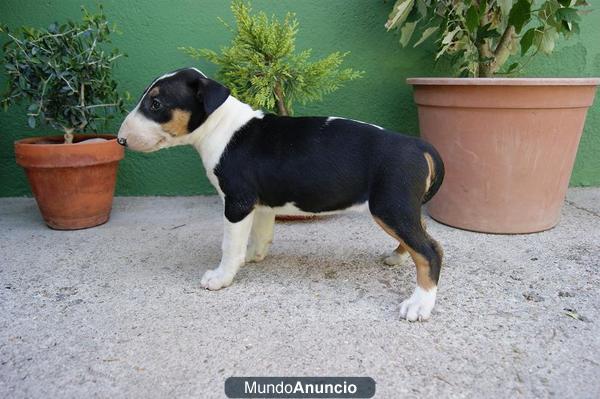 CAMADITA BULL TERRIER, PRECIOSOS PERRITOS 650 EUROS, MINIATURA 800 EUROS