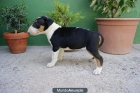 CAMADITA BULL TERRIER, PRECIOSOS PERRITOS 650 EUROS, MINIATURA 800 EUROS - mejor precio | unprecio.es