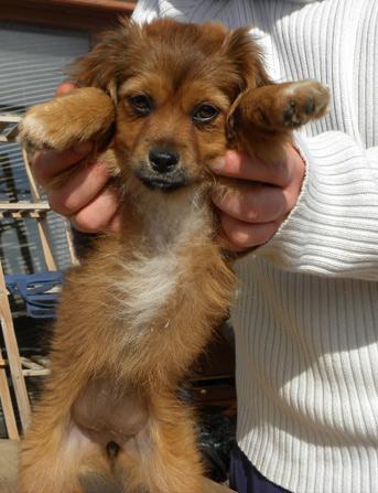 chiquitita, CACHORRA ABANDONADA BAJO LA LLUVIA LA VISPERA DE NOCHEBUENA