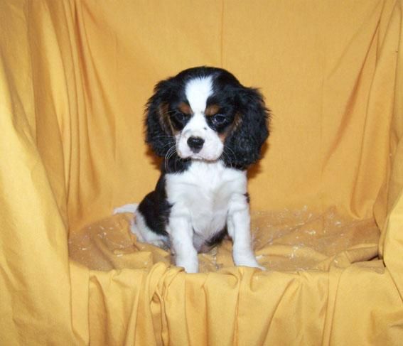 EXCELENTE CAMADA DE CAVALIER KING