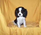 EXCELENTE CAMADA DE CAVALIER KING - mejor precio | unprecio.es