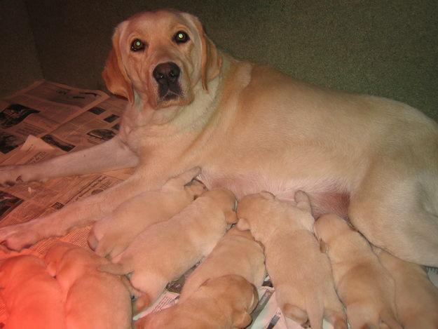 Labrador Retriever