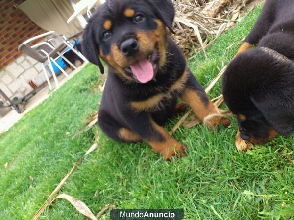 Rottweiler