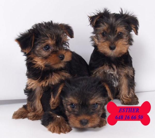 Yorkshire, adorables cachorros a buen precio