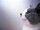 British Shorthair - mejor precio | unprecio.es