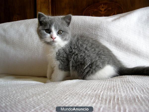 British shorthair