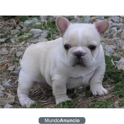 Bulldog frances,quedan 2 hembras y un macho