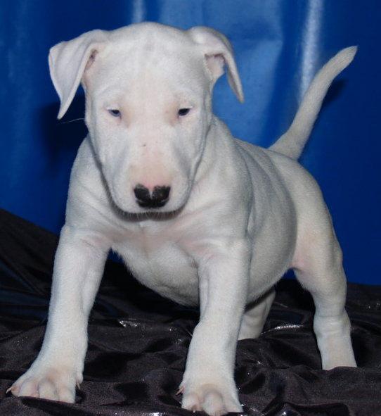 Bullterrier, espectacular camada