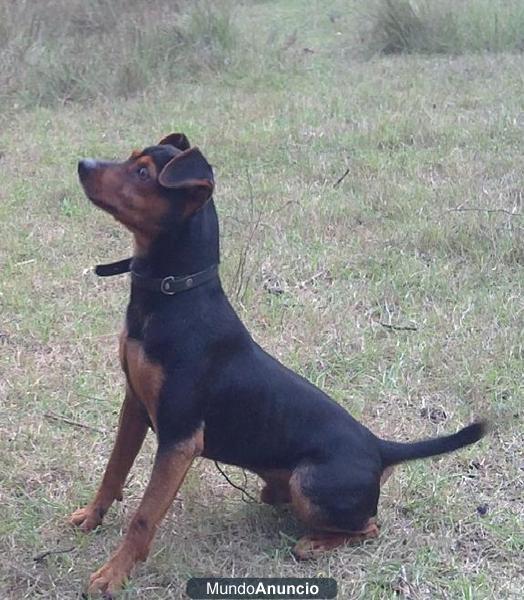 Busco hembra mediana pinscher para monta