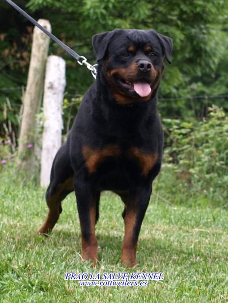 cachorros de rottweiler