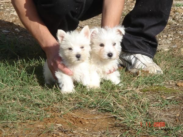 CACHORROS DE WEST HIGLAND TERRIER 600