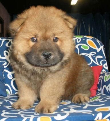 Chow-chow, increíble camada