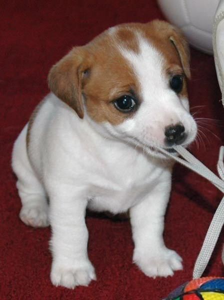 CRIA Y SELECCION JACK RUSSELL TERRIER ( A Coruna)