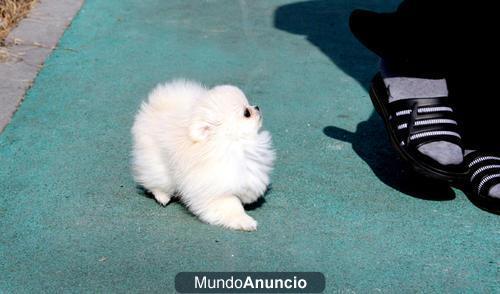 dulce cachorros de pomerania